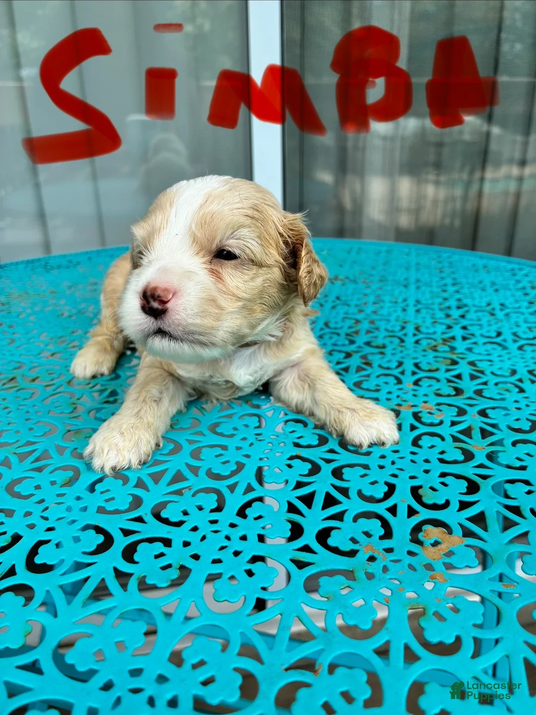Cockapoo dogs for sale:  5. Simba - Ad 1
