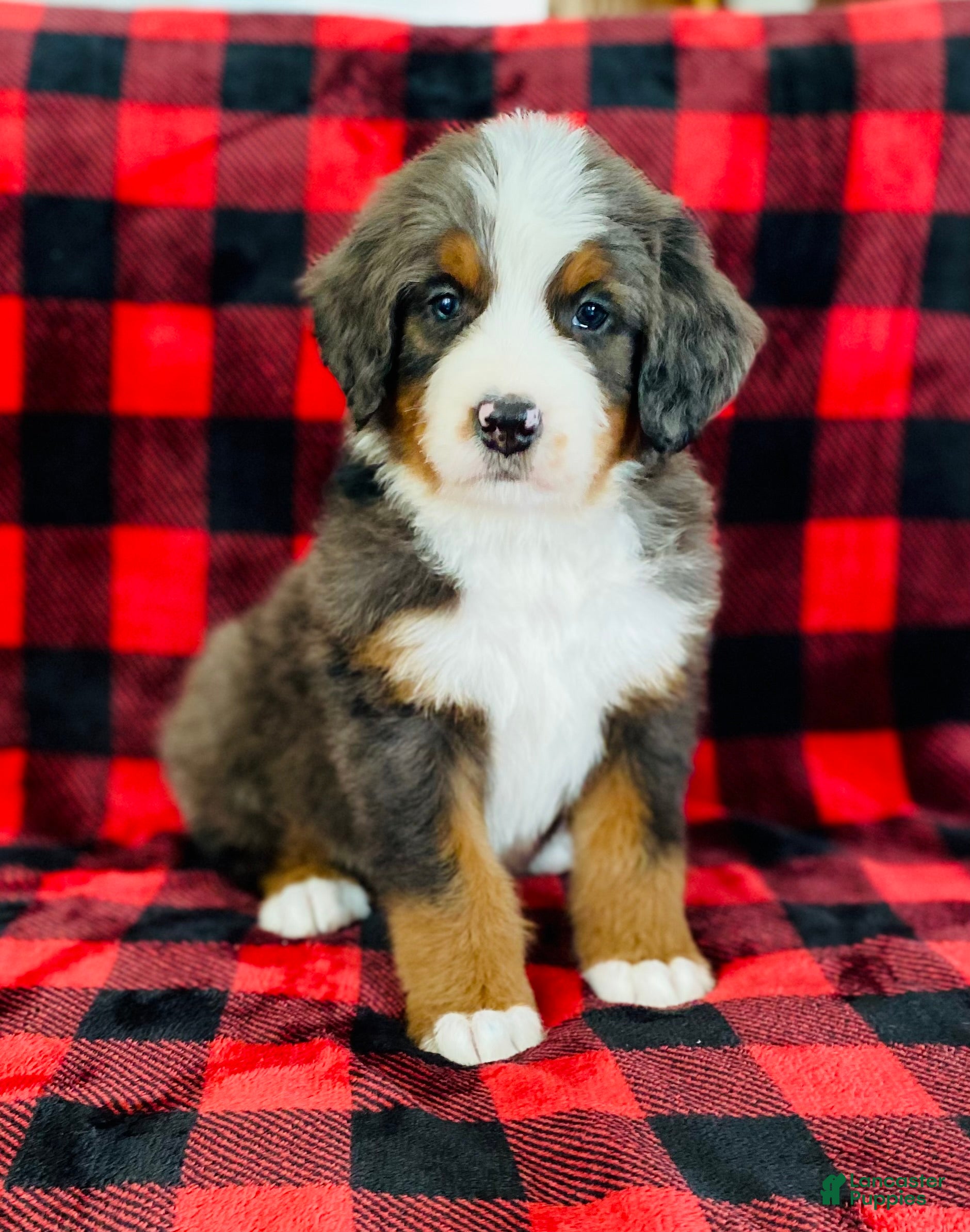 Bernedoodle dogs Pedro - Ad 6