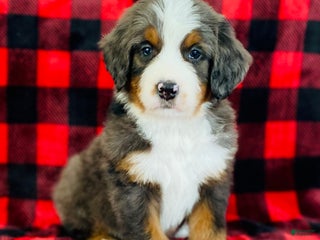 Bernedoodle dogs Pedro - Ad 13