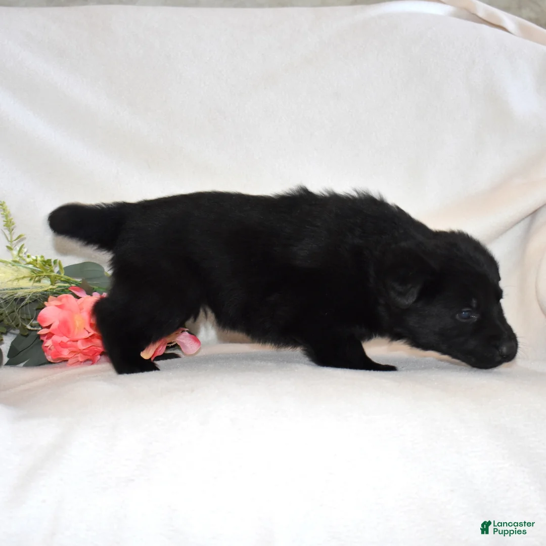 German Shepherd dogs for sale: Star - Ad 6