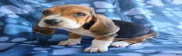 Basset Hound dogs for sale: Everest  - Ad 3
