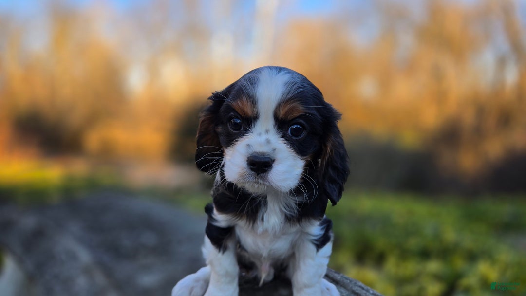 Cavalier King Charles Spaniel dogs for sale: Vance - Ad 6