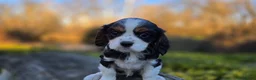 Cavalier King Charles Spaniel dogs for sale: Vance - Ad 6