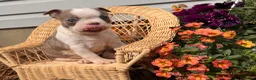 Boston Terrier dogs for sale: Lilac  - Ad 5
