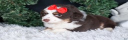 Miniature Australian Shepherd dogs for sale: SALLY - Ad 17