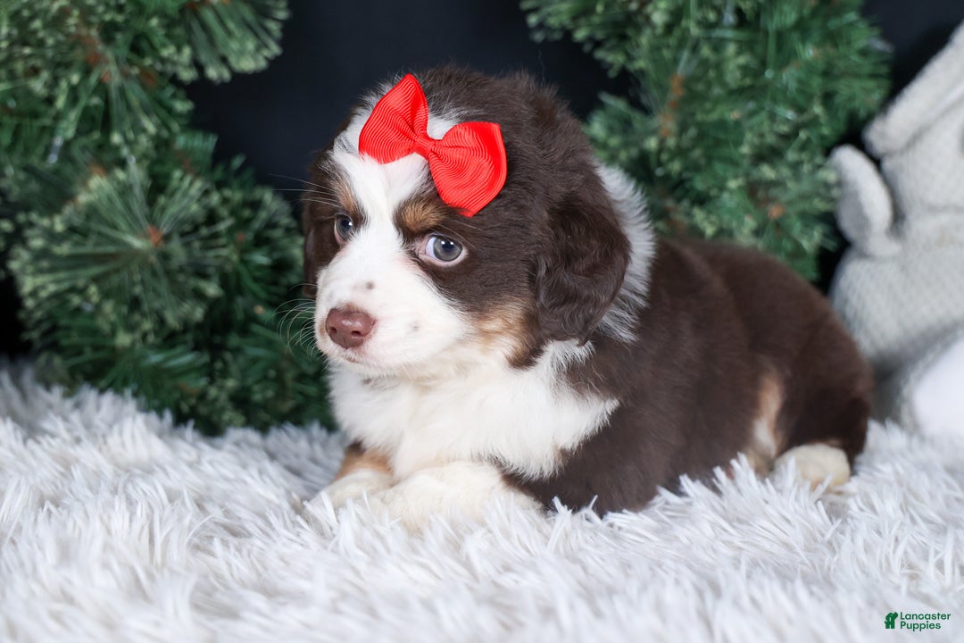 Miniature Australian Shepherd dogs for sale: SALLY - Ad 17