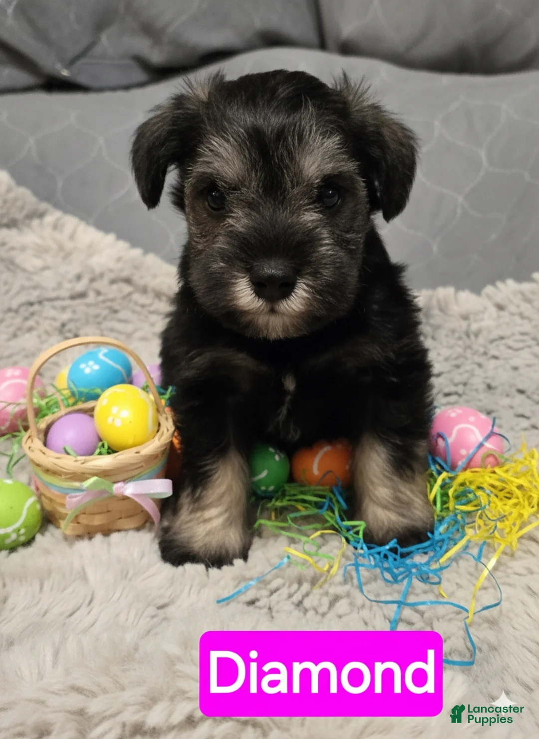 Miniature Schnauzer dogs for sale: Miniature Schnauzer Puppy 2 - Ad 1