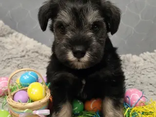 Miniature Schnauzer dogs Miniature Schnauzer Puppy 2 - Ad 2