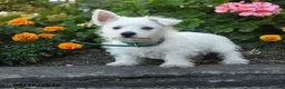 West Highland Terrier dogs for sale: Daphne - Ad 3