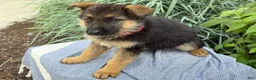 German Shepherd dogs for sale: Georgia - Ad 3