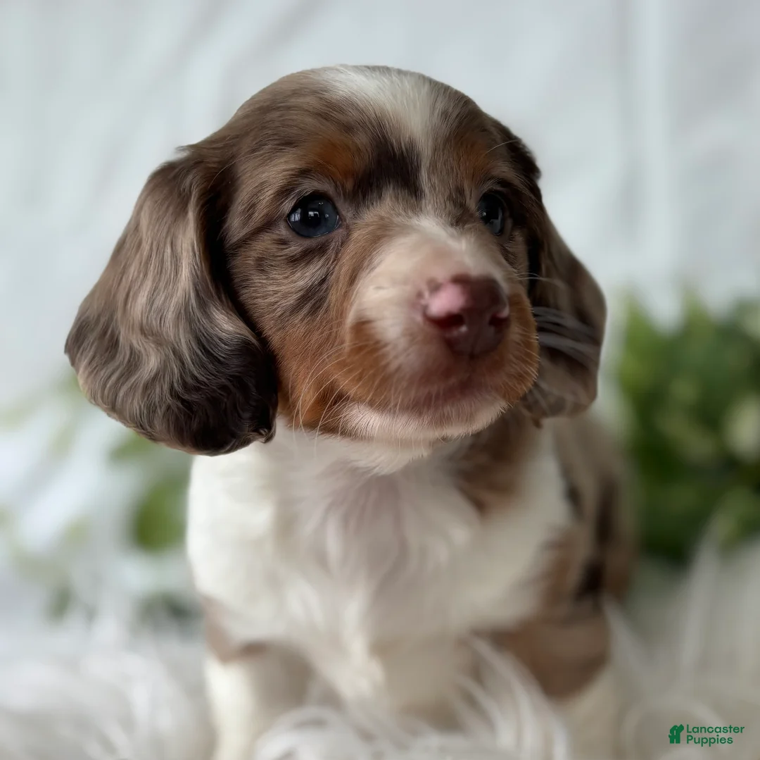 Miniature Dachshund dogs for sale: Special Baby Miniature Dachshund  - Ad 16
