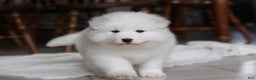 Samoyed dogs for sale: Rocky - Ad 13