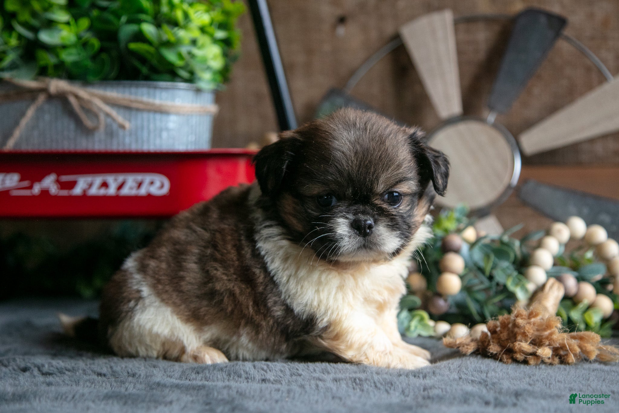 Pekingese dogs Willard - Ad 1