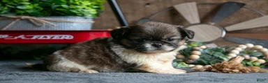 Willard
