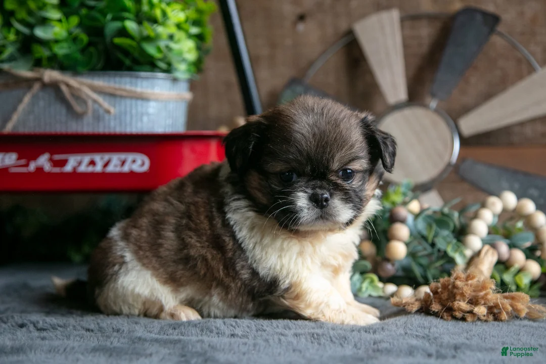 Pekingese dogs for sale: Willard - Ad 1