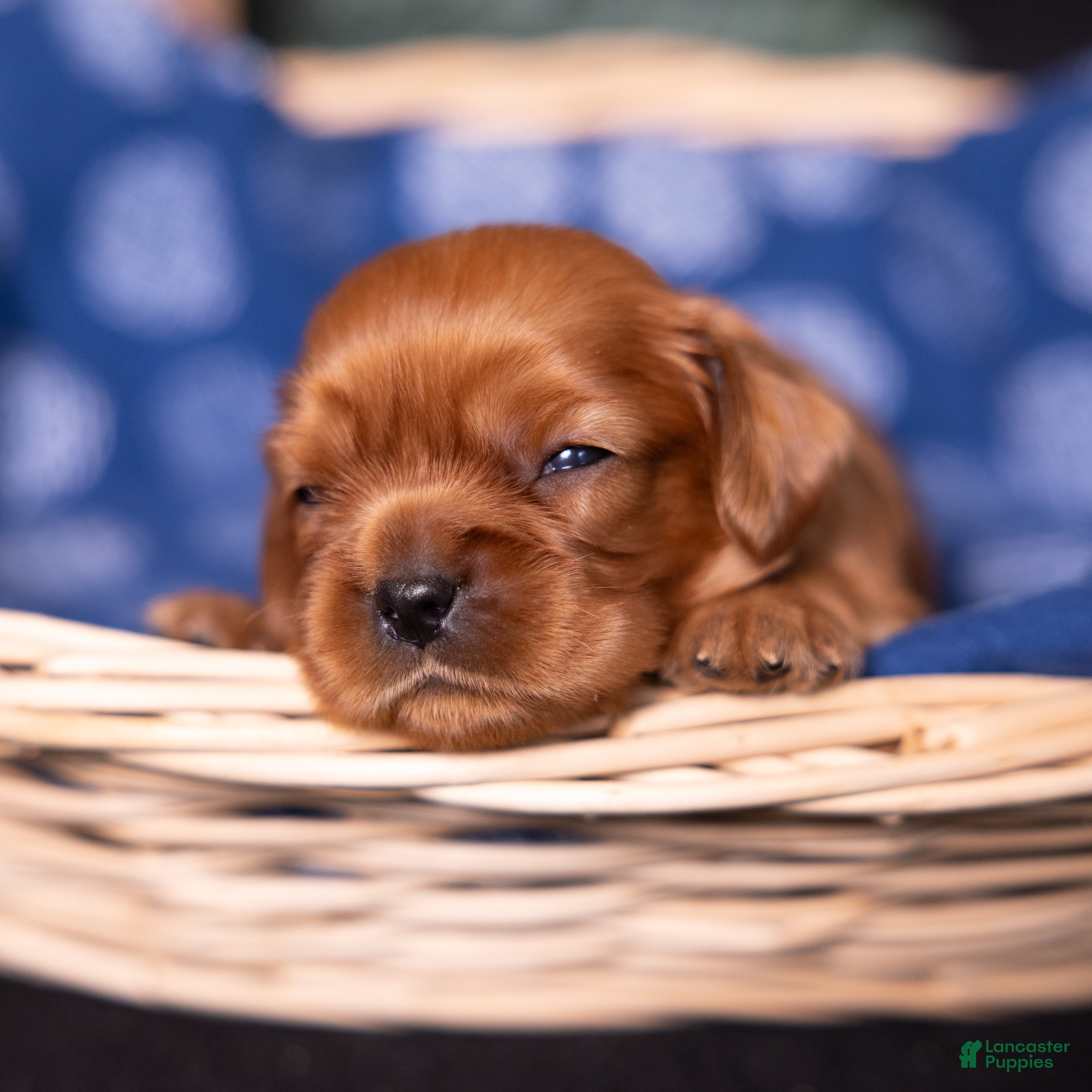 Cavalier King Charles Spaniel dogs Neil - Ad 1