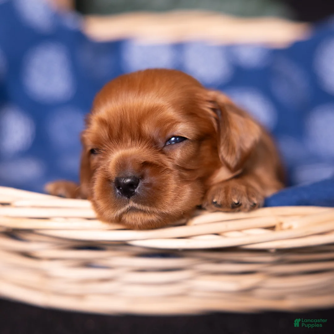 Cavalier King Charles Spaniel dogs for sale: Neil - Ad 1