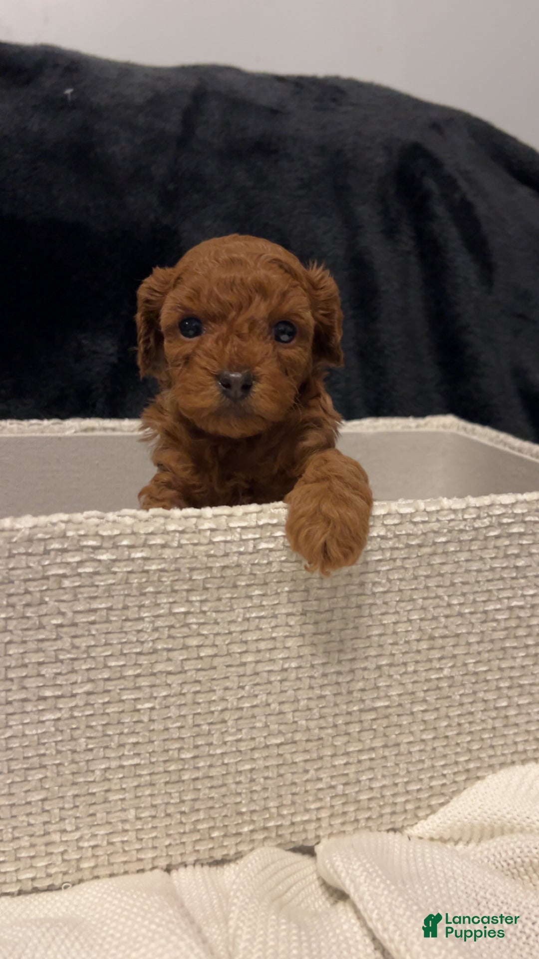 Toy Poodle dogs for sale: Dorthy - Ad 17