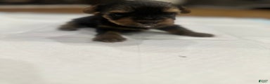 Yorkshire Terrier Puppy 6