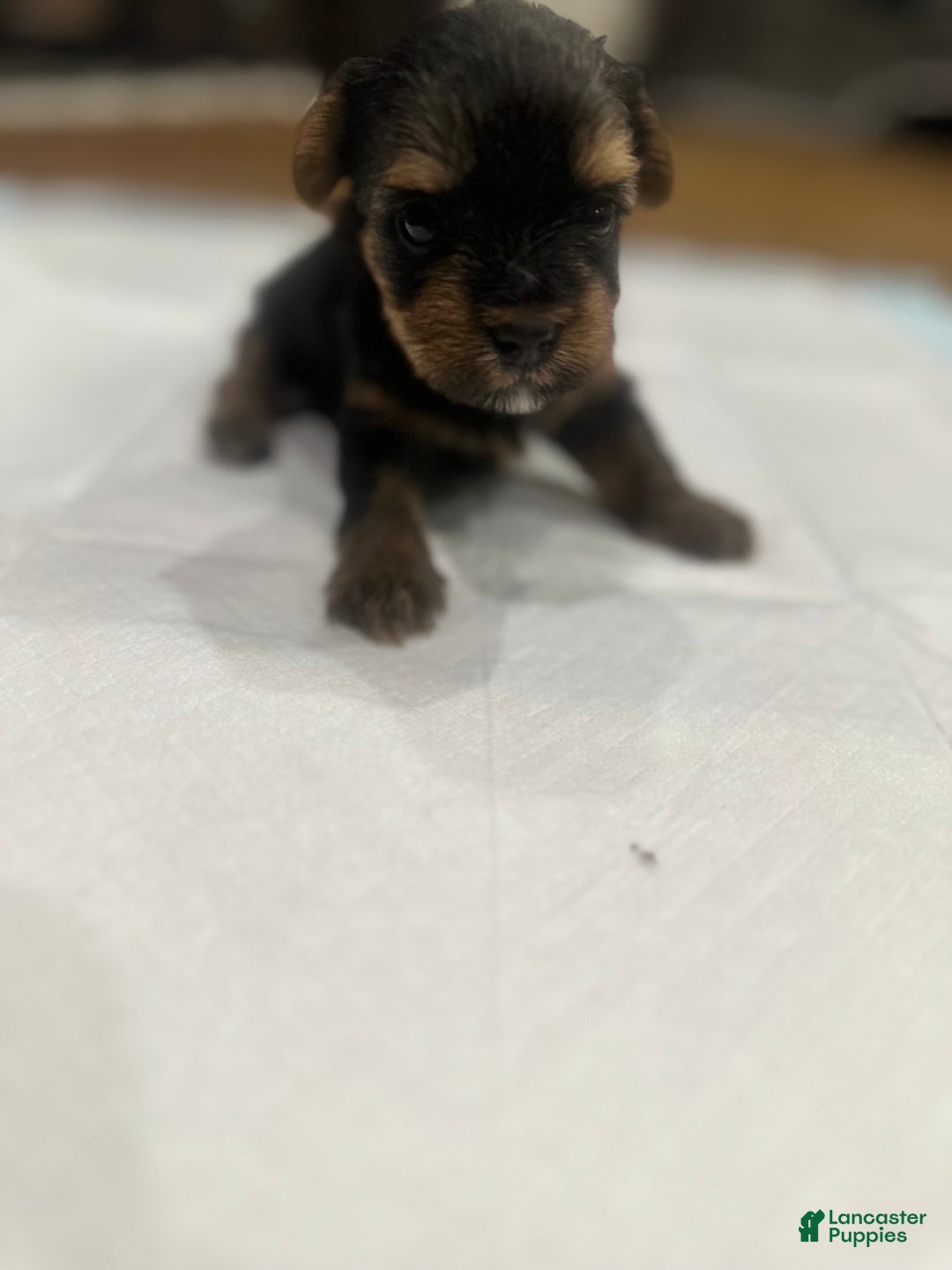 Yorkshire Terrier dogs for sale: Yorkshire Terrier Puppy 6 - Ad 1