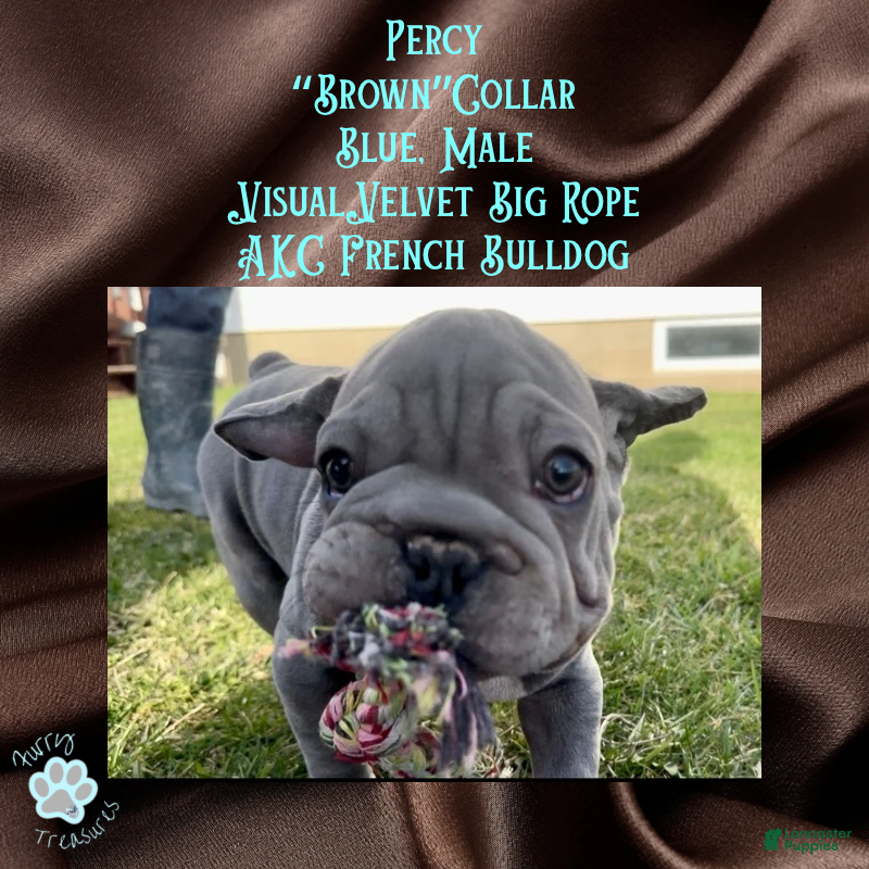 French Bulldog dogs Percy “Brown” Collar, Male - Ad 11