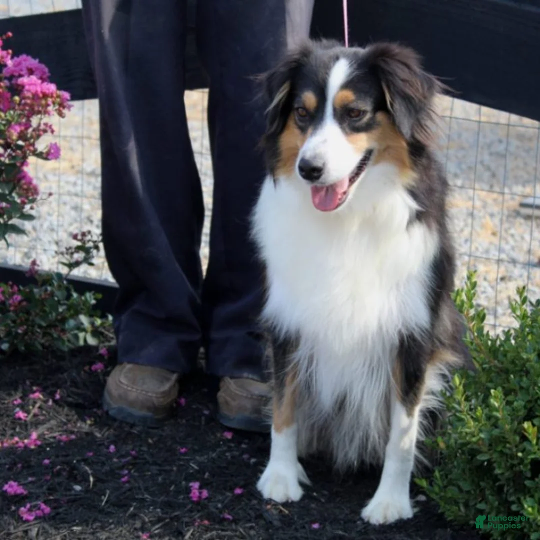 Miniature Australian Shepherd dogs for sale: Lana Miniature Australian Shepherd Puppy  - Ad 4