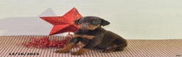 Doberman Pinscher dogs for sale: Daisy - Ad 1