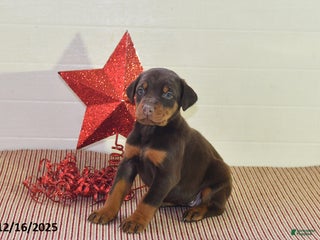 Doberman Pinscher dogs Daisy - Ad 29