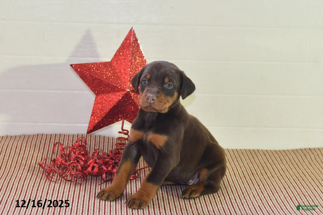 Doberman Pinscher dogs for sale: Daisy - Ad 12