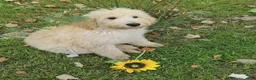 Labradoodle dogs for sale: Jessica  - Ad 6