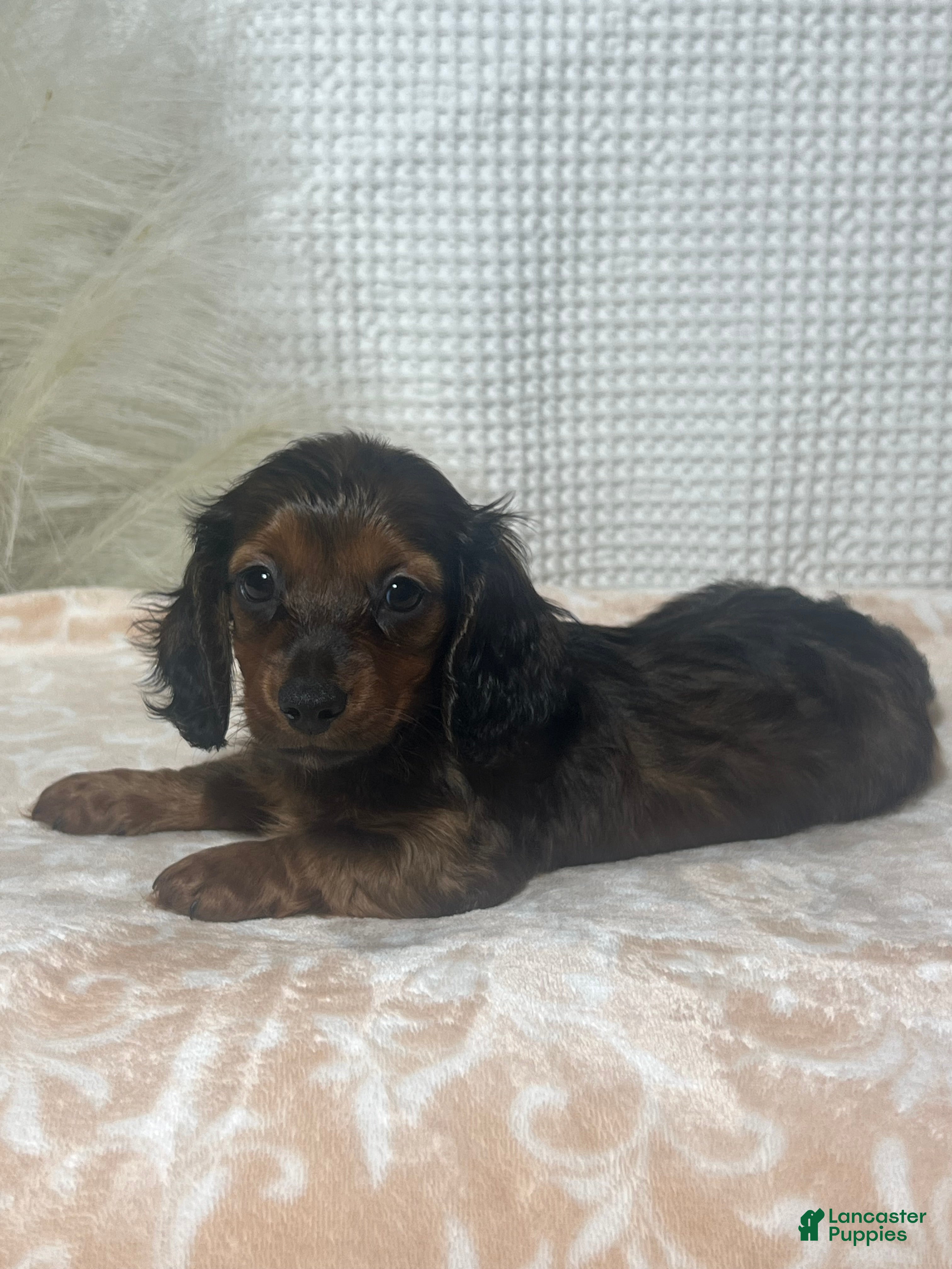 Miniature Dachshund dogs Tessa  - Ad 1