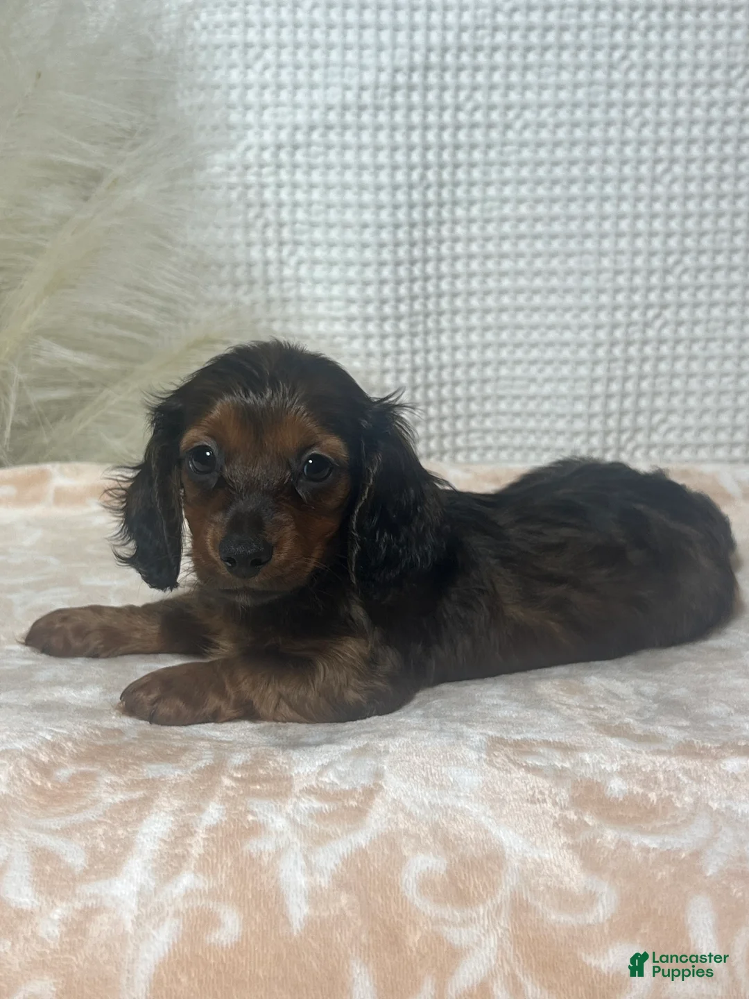 Miniature Dachshund dogs for sale: Tessa  - Ad 1