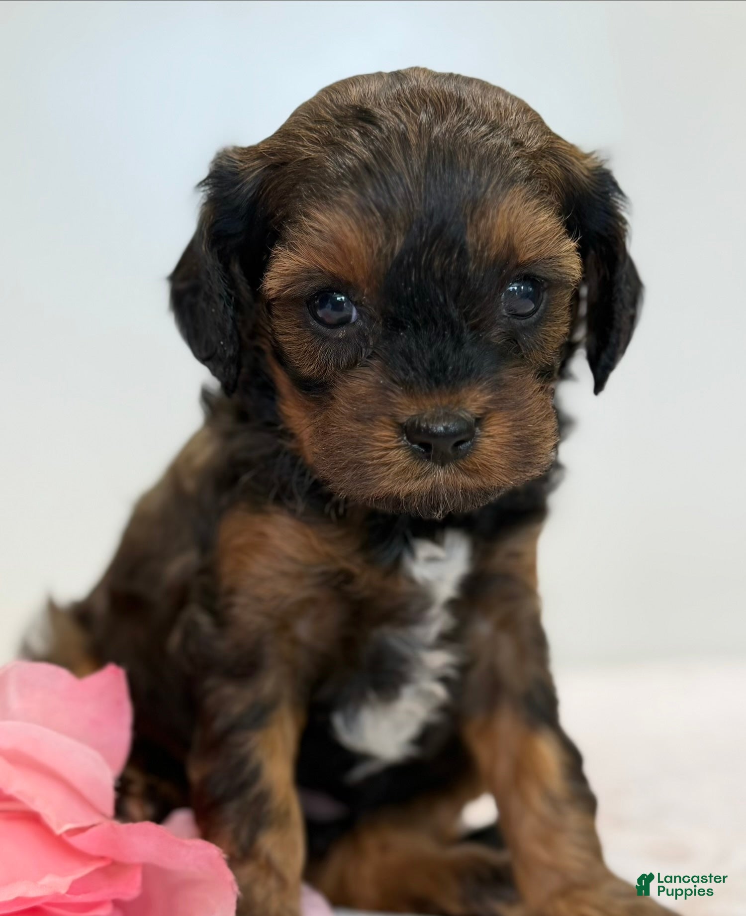 Cavapoo dogs Mocha Cavapoo  - Ad 1