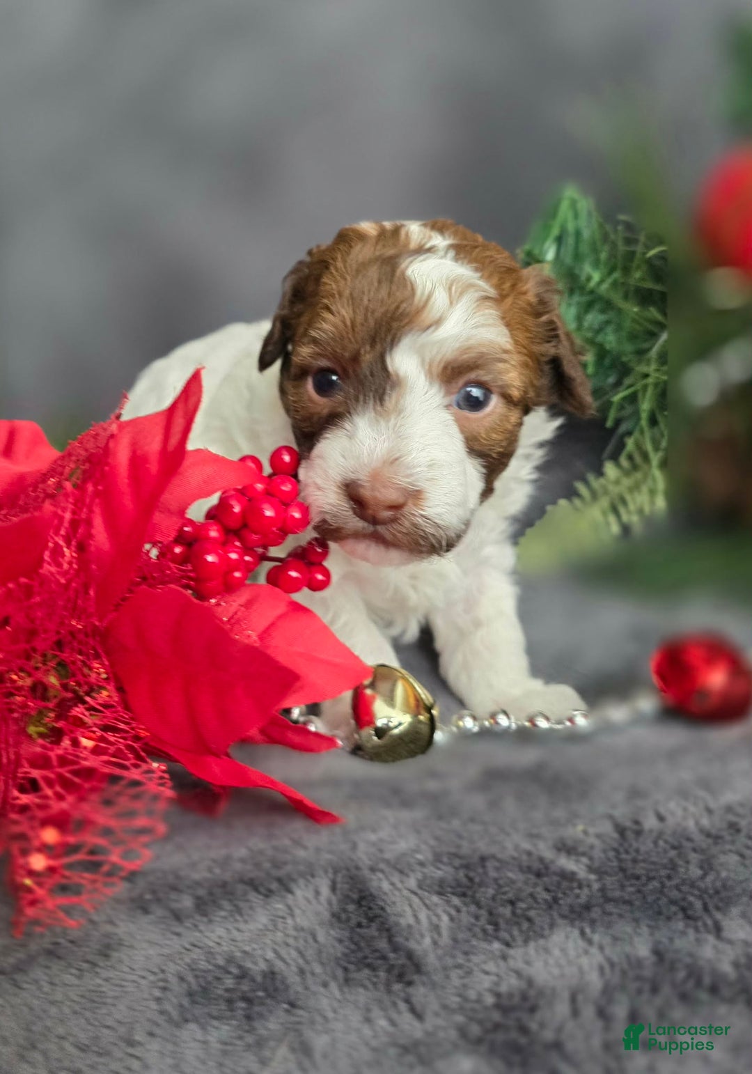 Havapoo dogs for sale: Selleck  - Ad 4