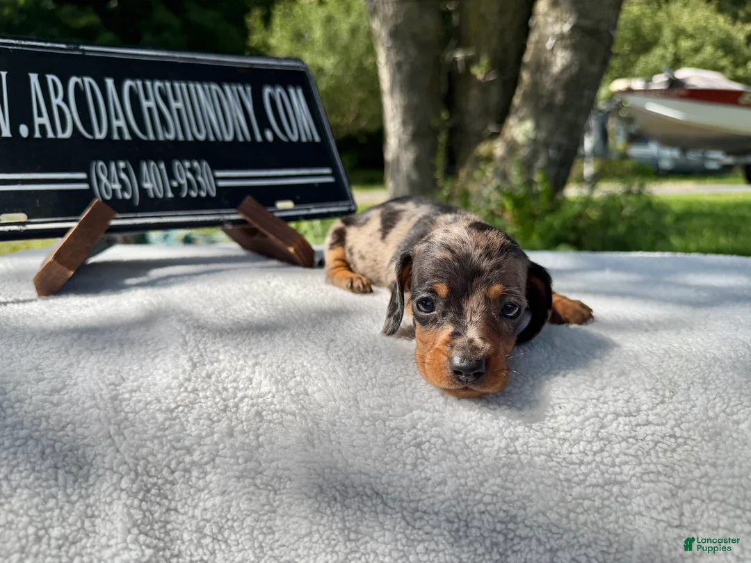 Miniature Dachshund dogs for sale: Miniature Dachshund 3 - Ad 1