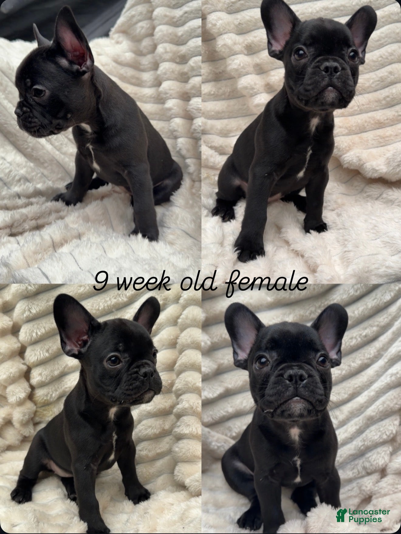 French Bulldog dogs for sale: French Bulldog 5 - Ad 1