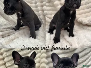 French Bulldog dogs French Bulldog 5 - Ad 22