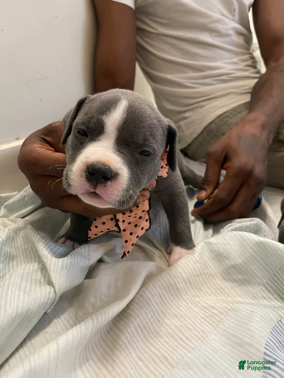 American Bully dogs for sale: American Bully Puppy 2 - Ad 1