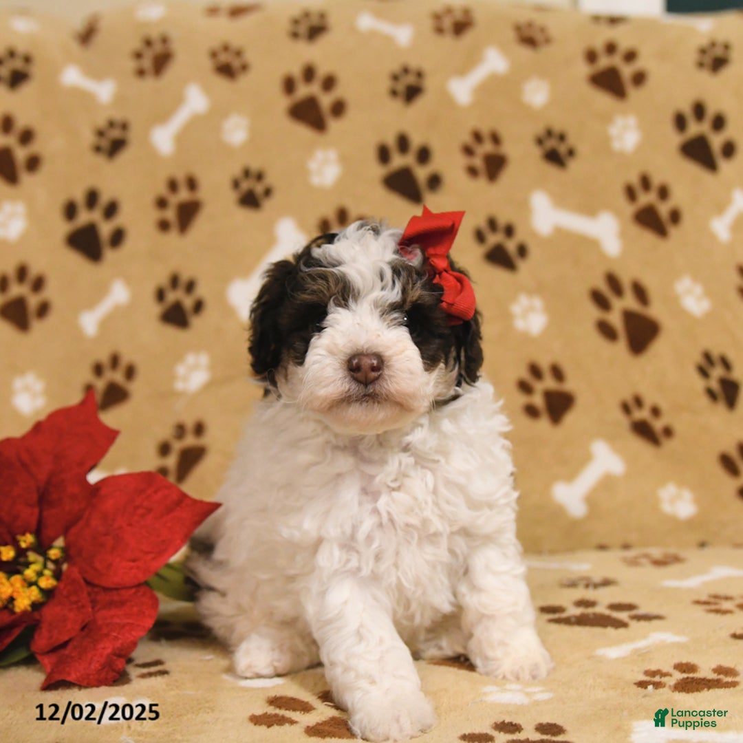 Toy Poodle dogs for sale: Buttons - Ad 5