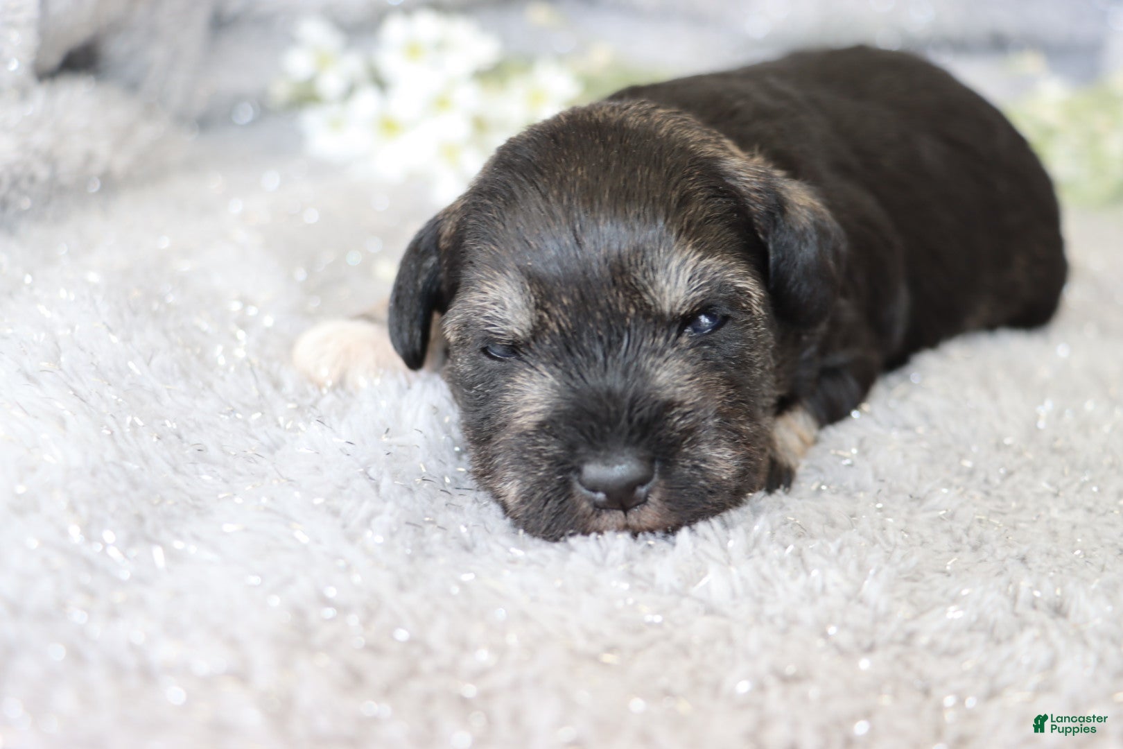 Miniature Schnauzer dogs Twila - Ad 32