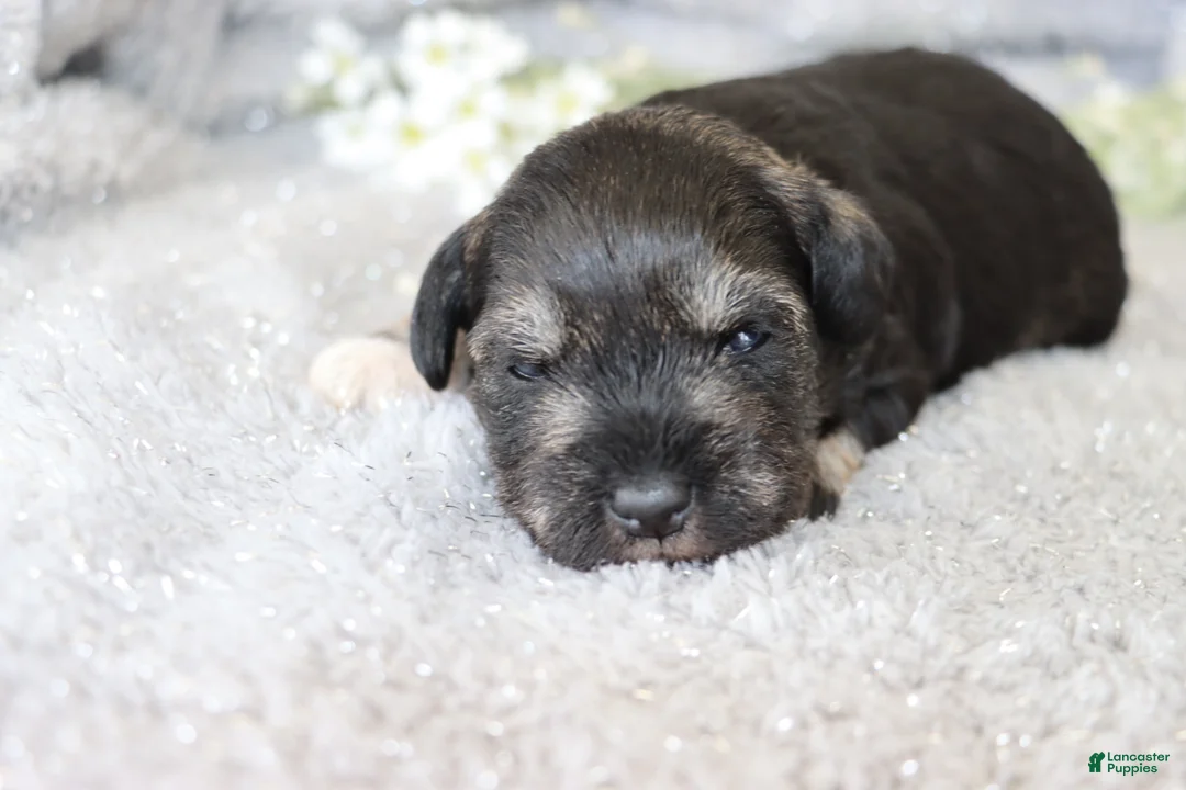 Miniature Schnauzer dogs for sale: Twila - Ad 1