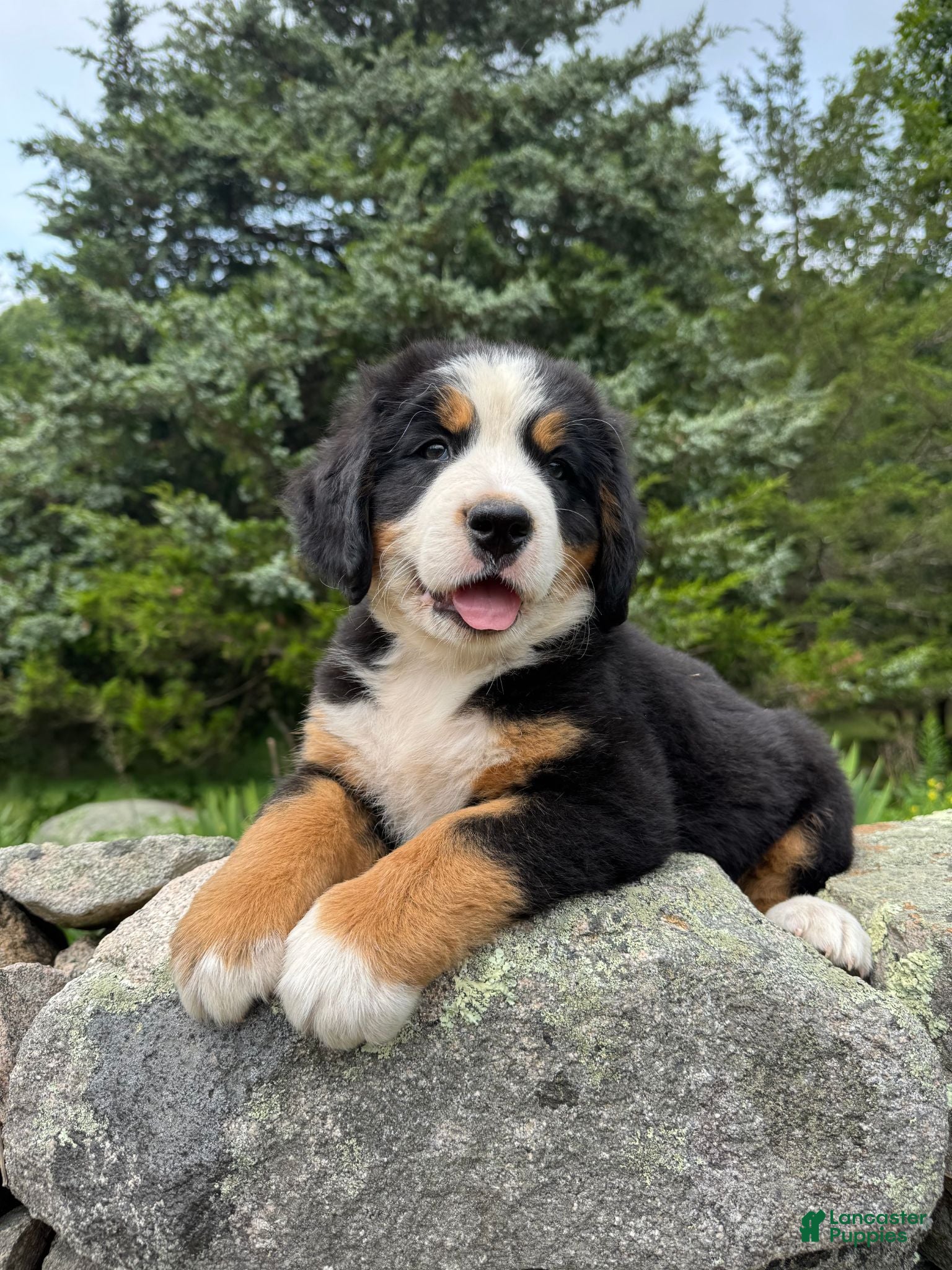 Bernese Mountain Dog dogs Athena - Ad 37