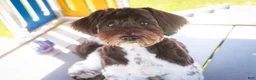 Havanese dogs for sale: Oreo - Ad 9