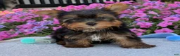 Yorkshire Terrier dogs for sale: Ira - Ad 6