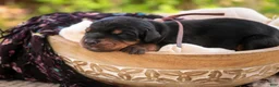 Doberman Pinscher dogs for sale: Delphine - Ad 8