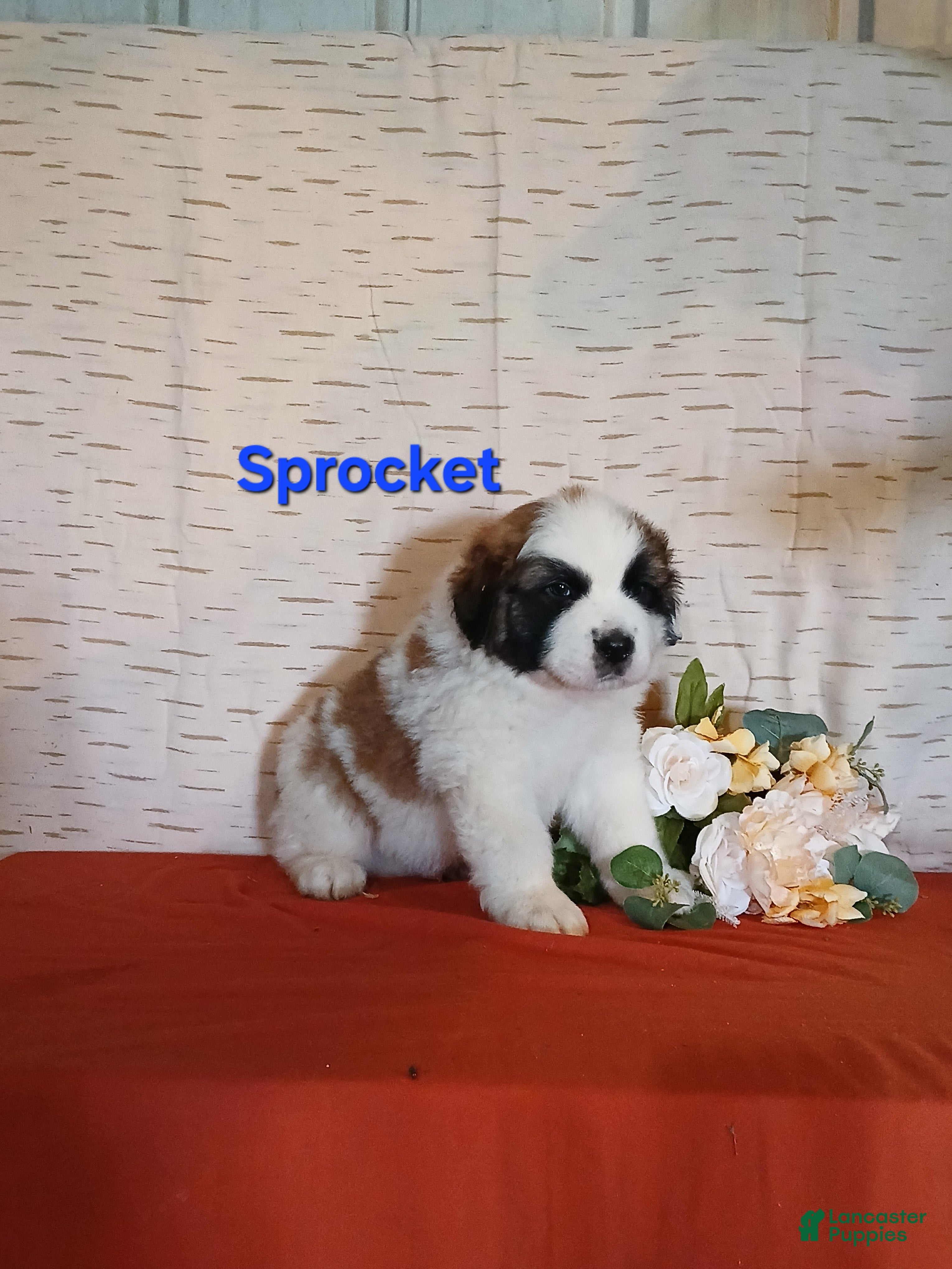 Saint Bernard dogs Sprocket  - Ad 2