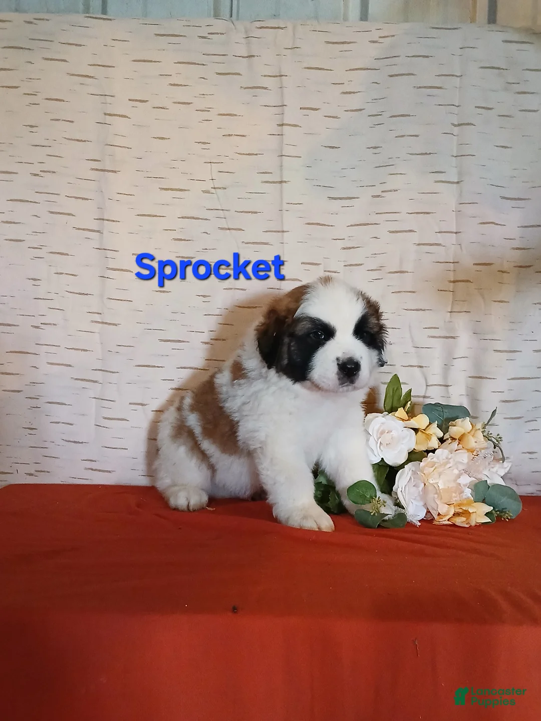 Saint Bernard dogs for sale: Sprocket  - Ad 2