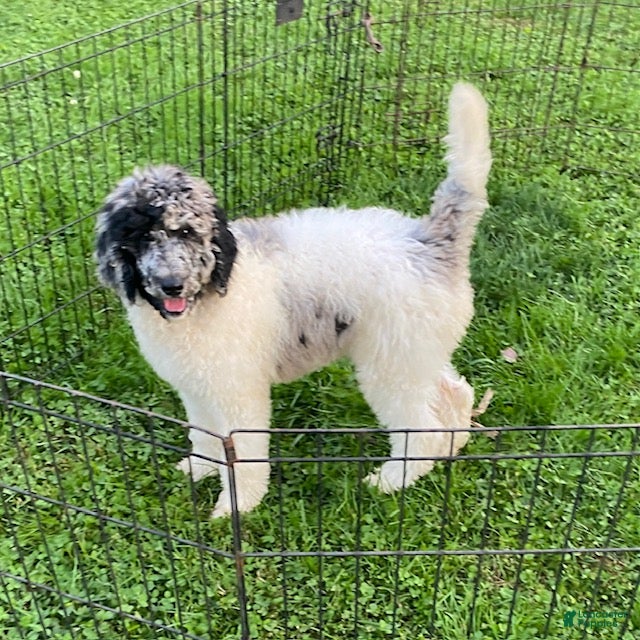 Standard Poodle dogs Tess- genetic clear - Ad 2