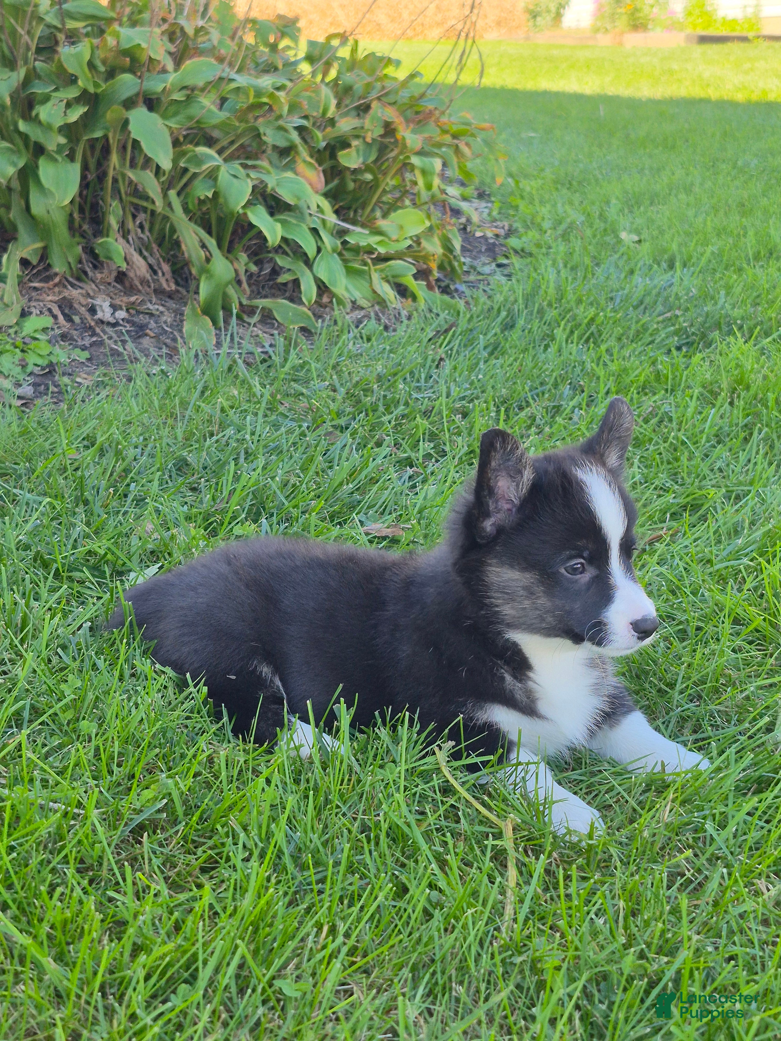 Welsh Corgi Pembroke dogs Sophie - Ad 2