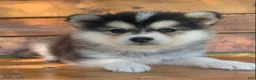 Alaskan Klee Kai dogs for sale: Happy Little Charlotte! - Ad 2